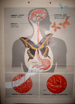 Sympathetic Nervous System